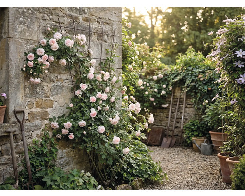 Gartenmauer mit Rosen und Rankhilfe sowie Gartengeräte