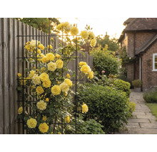 Rosiers grimpants jaunes sur un treillis métallique dans le jardin