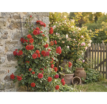 Rosier grimpant sur mur avec treillis dans jardin.