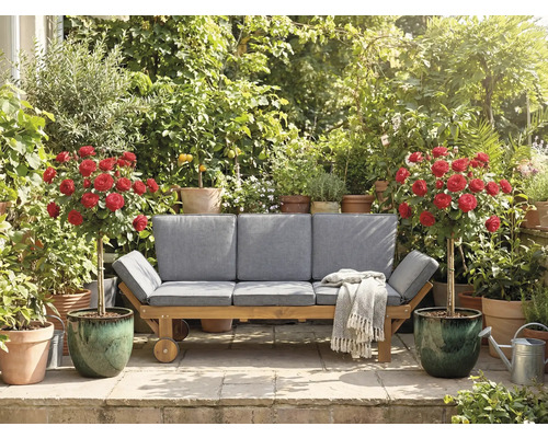 Mobilier de jardin avec roues, coussins, couverture, rosier en pot et diverses plantes dans le jardin.