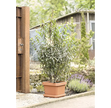 Laurier-cerise en pot comme décoration de jardin