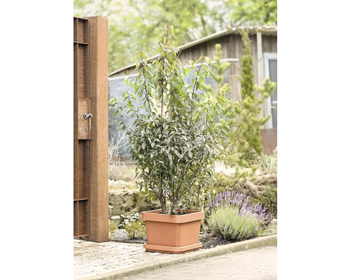 Laurier-cerise en pot comme décoration de jardin