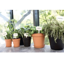 Jardin d'herbes aromatiques avec ciboulette, tomates, chou, basilic et romarin en pots