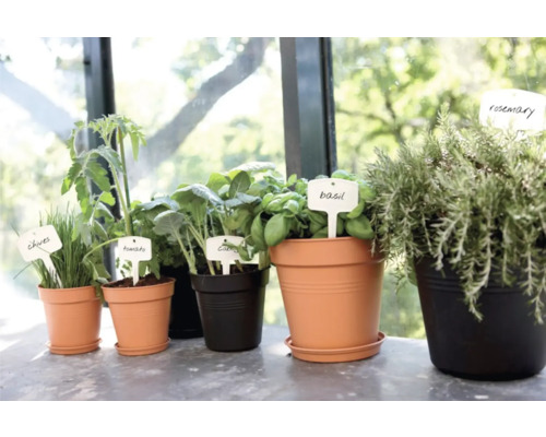 Jardin d'herbes aromatiques avec ciboulette, tomates, chou, basilic et romarin en pots