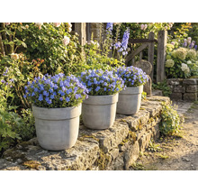 Drei Töpfe mit blühenden Blauen Gedenkemein Pflanzen auf einer Steinmauer in einem Garten.