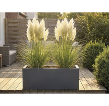 Graminées décoratives dans un bac à fleurs sur une terrasse en bois.