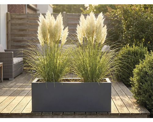 Graminées décoratives dans un bac à fleurs sur une terrasse en bois.