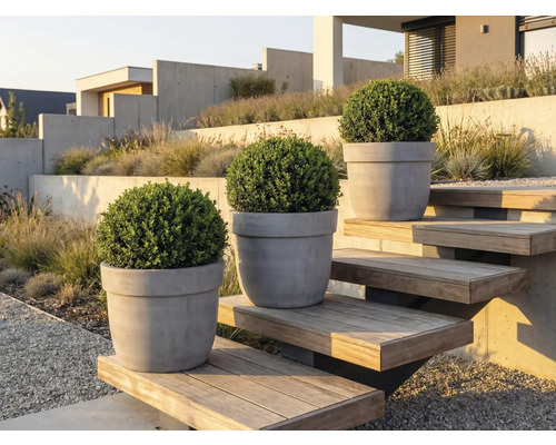 Drei Buchsbäume in Pflanzgefäßen auf einer Außentreppe in einem Garten.