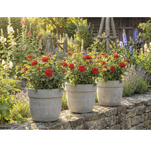 Drei Rosen in Pflanzgefäßen auf einer Mauer in einem Garten.