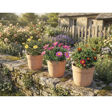 Ambiance de jardin avec des pâquerettes en pots de terre cuite sur un mur de pierre