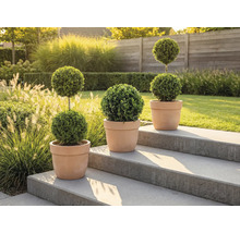 Trois topiaires dans des pots en terre cuite sur un escalier en pierre dans le jardin.