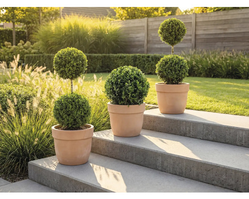 Trois topiaires dans des pots en terre cuite sur un escalier en pierre dans le jardin.