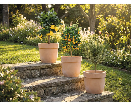 Drei Pflanzen in Töpfen auf Steinstufen im Garten: Zitronenbaum, Mandarinenbaum und Rosmarinpflanze.