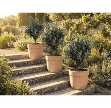 Trois oliviers en pot sur des marches en pierre à l'extérieur.