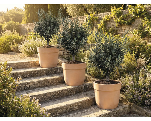 Trois oliviers en pot sur des marches en pierre à l'extérieur.