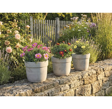 Trois pots de fleurs avec des marguerites sur un mur de pierre dans le jardin.
