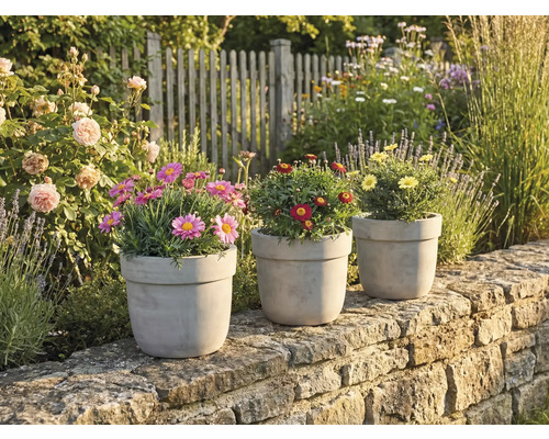 Trois pots de fleurs avec des marguerites sur un mur de pierre dans le jardin.
