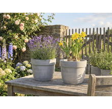 Lavande et jonquilles dans des pots sur une table de jardin