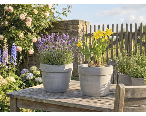 Lavande et jonquilles dans des pots sur une table de jardin