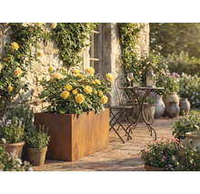 Terrassenszene mit gelben Rosen in einem Pflanzgefäß aus Metall, Tisch und Stuhl aus Metall