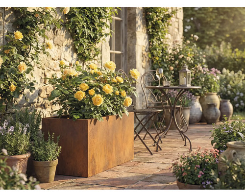 Terrassenszene mit gelben Rosen in einem Pflanzgefäß aus Metall, Tisch und Stuhl aus Metall