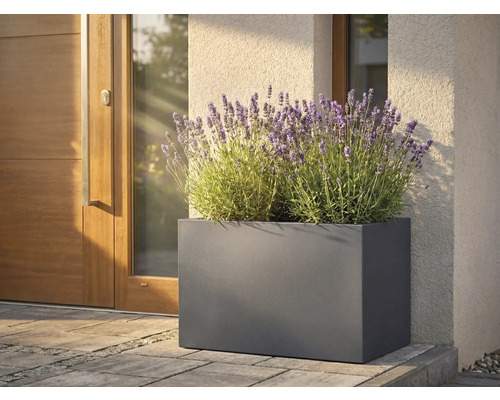 Rechteckiger Pflanzkasten aus Metall mit Lavendel vor einer Haustür