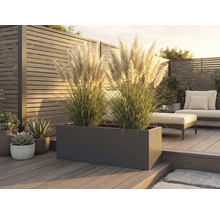 Jardinière rectangulaire avec des graminées ornementales sur une terrasse en bois