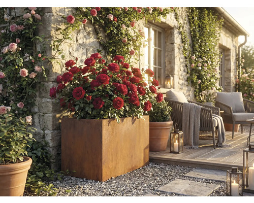 Dekorativer Gartenbereich mit Rosen in Pflanzgefässen und Sitzgelegenheiten