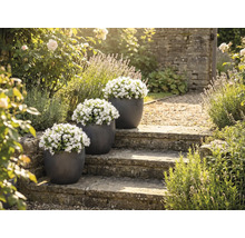 Trois pots de fleurs avec des campanules blanches sur un escalier en pierre dans un jardin.