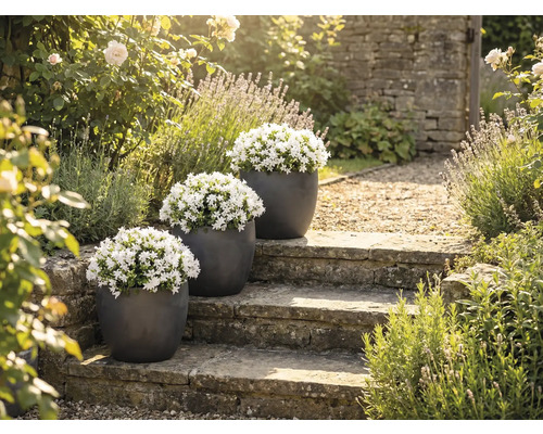 Trois pots de fleurs avec des campanules blanches sur un escalier en pierre dans un jardin.