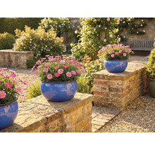 Scène de jardin avec des marguerites dans des pots bleus sur un mur