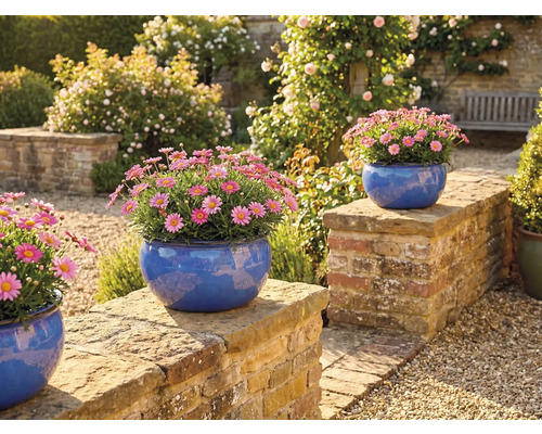 Scène de jardin avec des marguerites dans des pots bleus sur un mur