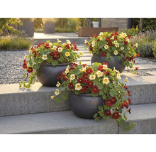 Drei Töpfe mit Kapuzinerkresse auf einer Steintreppe im Garten.