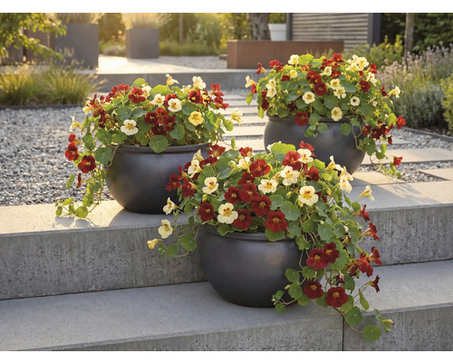 Drei Töpfe mit Kapuzinerkresse auf einer Steintreppe im Garten.