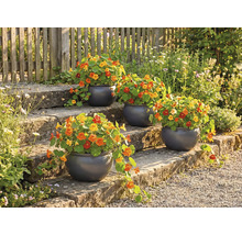 Escalier fleuri avec pots ronds plantés et capucines