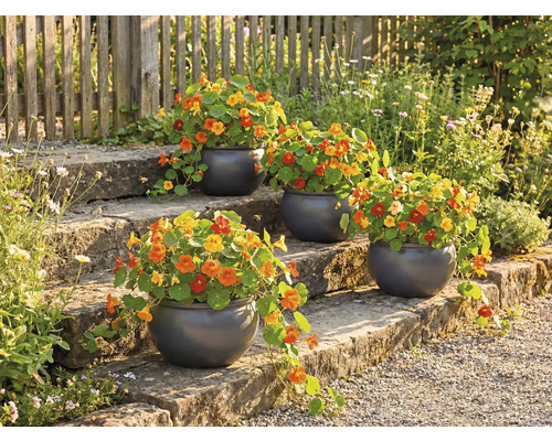 Escalier fleuri avec pots ronds plantés et capucines