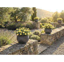 Vue du jardin avec mur en pierre et plusieurs jardinières rondes contenant des marguerites jaunes