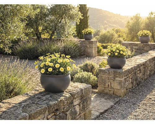 Vue du jardin avec mur en pierre et plusieurs jardinières rondes contenant des marguerites jaunes