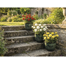 Trois rosiers avec des fleurs rouges, blanches et jaunes en pot sur un escalier en pierre dans un jardin.