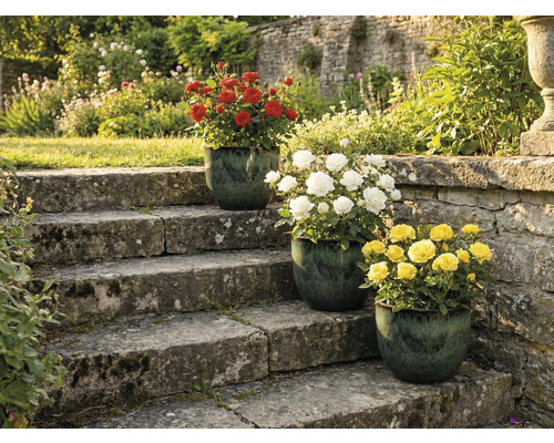 Trois rosiers avec des fleurs rouges, blanches et jaunes en pot sur un escalier en pierre dans un jardin.