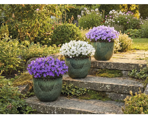 Drei Glockenblumen in Töpfen auf einer Steintreppe in einem Garten.