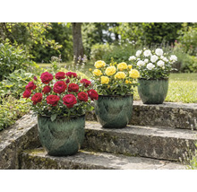 Trois rosiers en pot sur un escalier en pierre dans le jardin avec des fleurs rouges, jaunes et blanches.