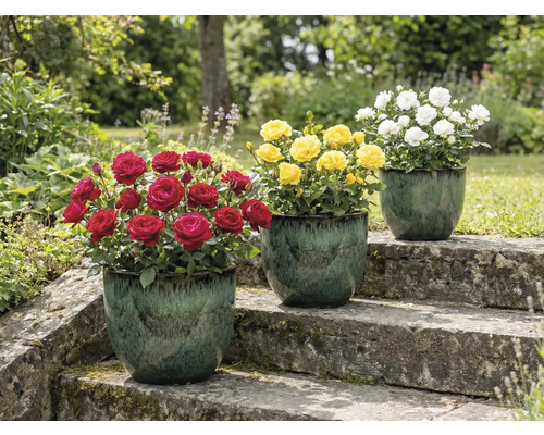 Trois rosiers en pot sur un escalier en pierre dans le jardin avec des fleurs rouges, jaunes et blanches.