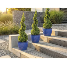 Trois buis en spirale dans des pots sur un escalier de jardin.