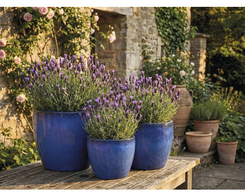 Trois pots de fleurs bleus avec de la lavande sur une table en bois dans le jardin.