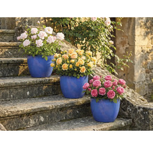 Trois rosiers en pot sur un escalier en pierre avec des fleurs roses, jaunes et roses.