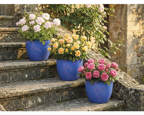 Trois rosiers en pot sur un escalier en pierre avec des fleurs roses, jaunes et roses.