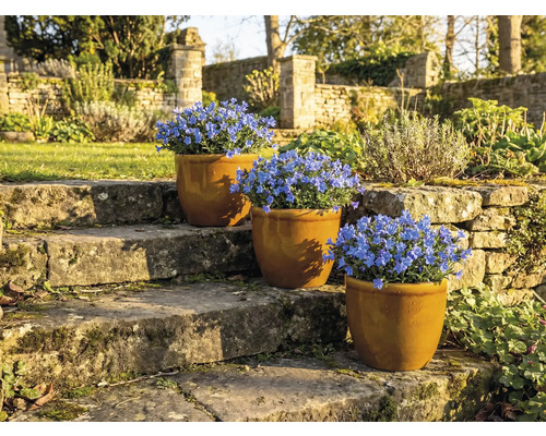 Trois pots de campanules bleues sur un escalier en pierre dans le jardin.
