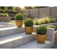 Trois buis ronds en pot sur un escalier de jardin