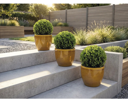 Trois buis ronds en pot sur un escalier de jardin